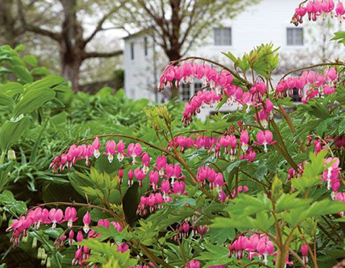 Dicentra -Cerceii Doamnei