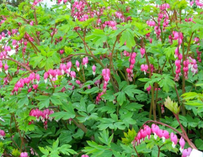 Dicentra -Cerceii Doamnei