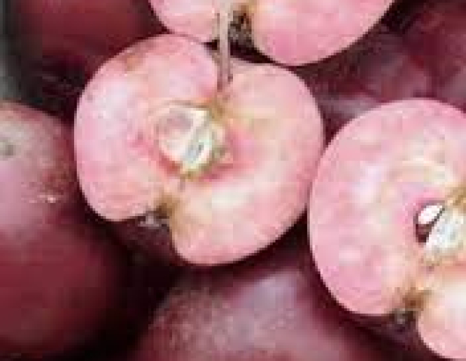 Măr columnar ‘Maypole’, toamnă, portaltoi M7, ghiveci 2L