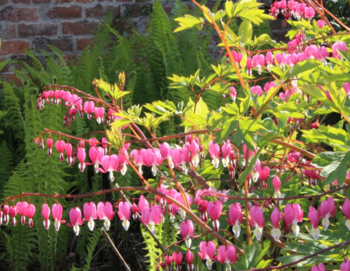 Dicentra -Cerceii Doamnei