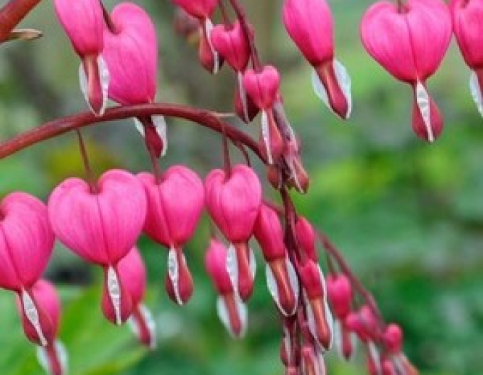 Dicentra -Cerceii Doamnei