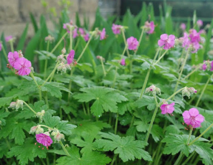 Ciocul berzei ´Geranium´