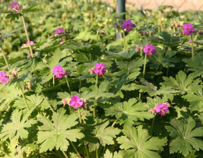 Ciocul berzei ´Geranium´