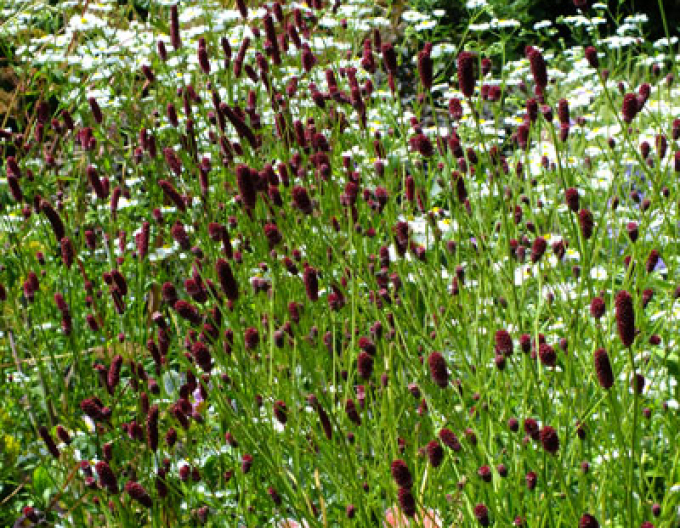 Sorbestrea ´Red Thunder´