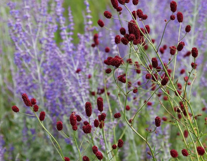 Sorbestrea ´Red Thunder´