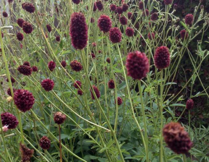 Sorbestrea ´Red Thunder´