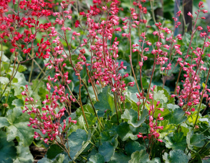 Heuchera ´Ruby Bells´´