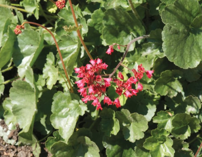 Heuchera ´Ruby Bells´´