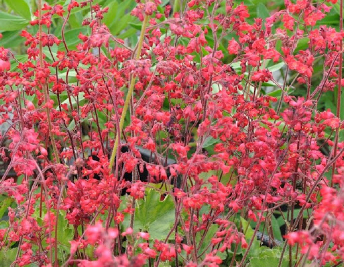 Heuchera ´Ruby Bells´´