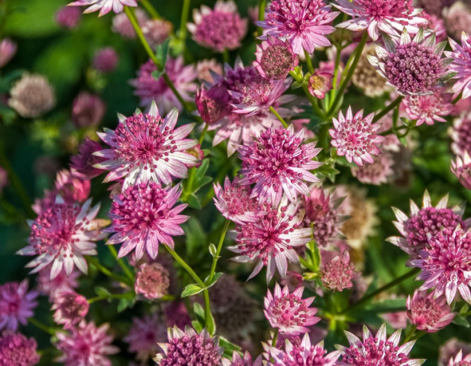 Astranție majoră ´Rosensinfonie´