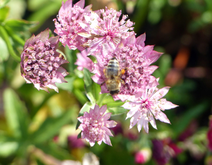 Astranție majoră ´Rosensinfonie´