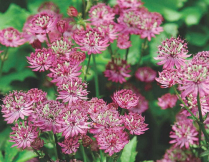 Astranție majoră ´Rosensinfonie´