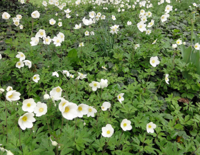 Anemonă de pădure