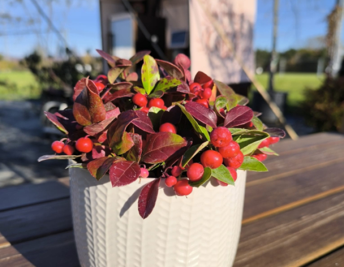 Ghiveci ornamental ceramic alb lucios