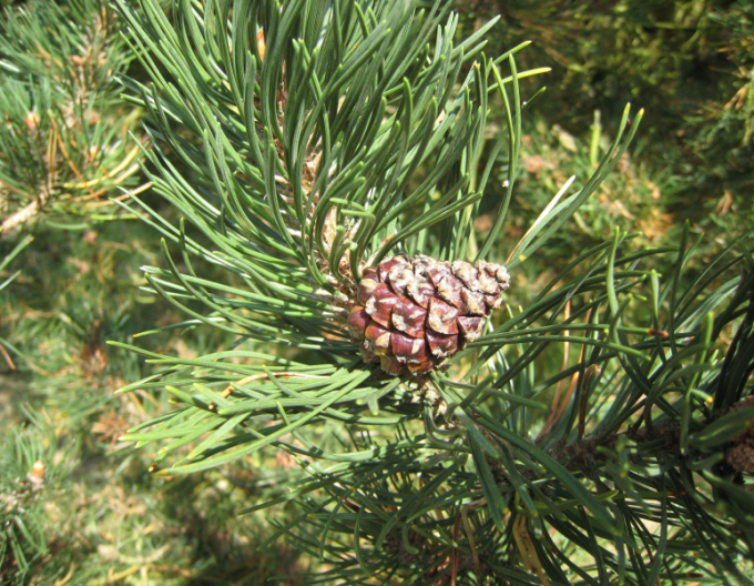 Pin negru de Pirinei  40 - 50cm