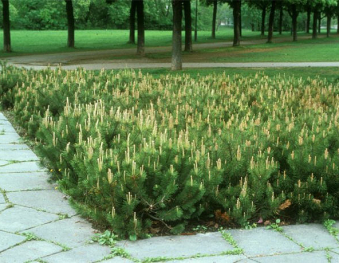 Pin negru de Pirinei  40 - 50cm