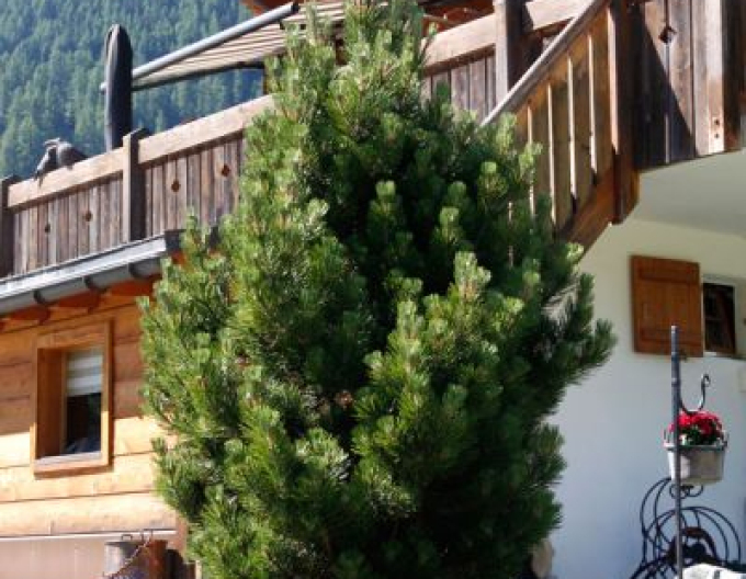 Pin negru de Pirinei  40 - 50cm