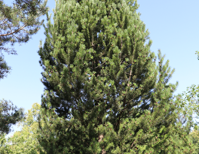 Pin negru de Pirinei  40 - 50cm