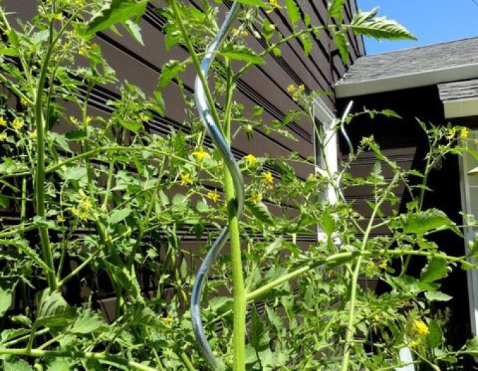 Spirală de roșii 180cm