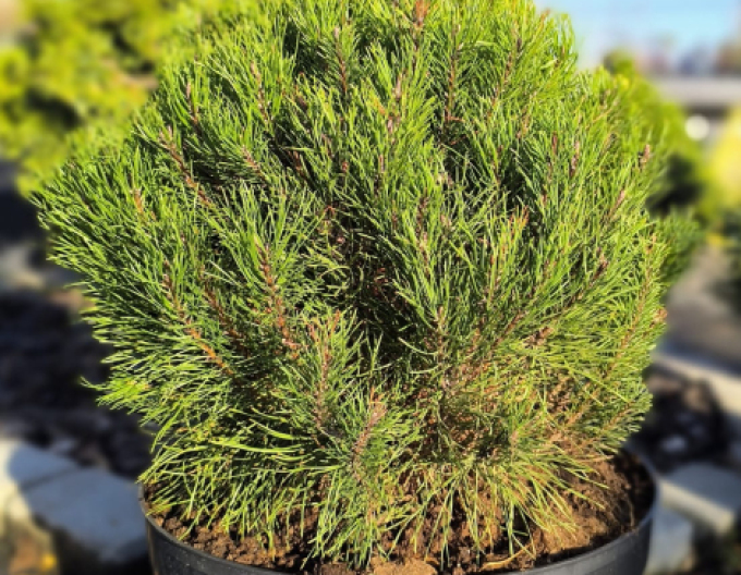 Pin negru de Pirinei  40 - 50cm