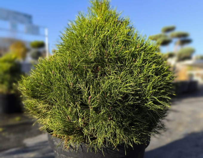 Pin negru de Pirinei  40 - 50cm