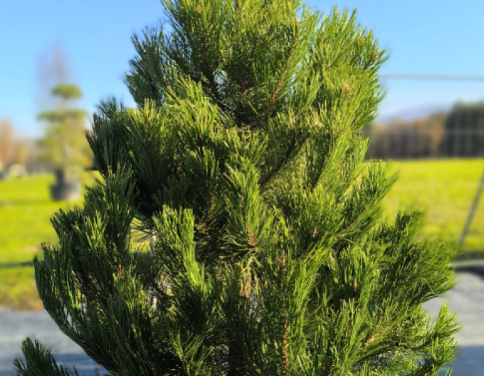 Pin negru (Pinus nigra)