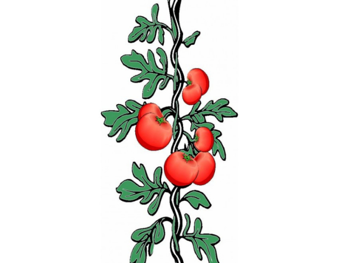 Spirală de roșii 180cm