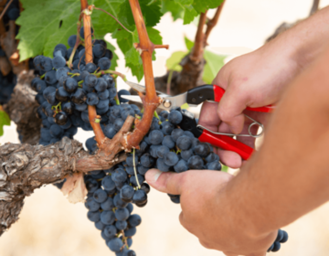 FELCO 8 foarfece + FELCO 321 foarfece de recoltat