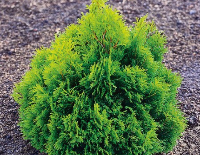 Tuia de vest ´Miky´