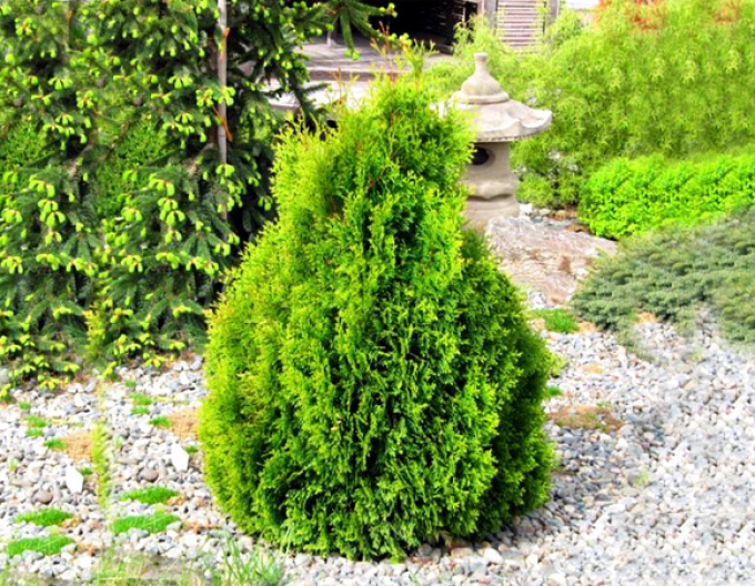 Tuia de vest ´Miky´