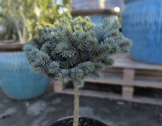 Molid ´Pali´ pe tulpină