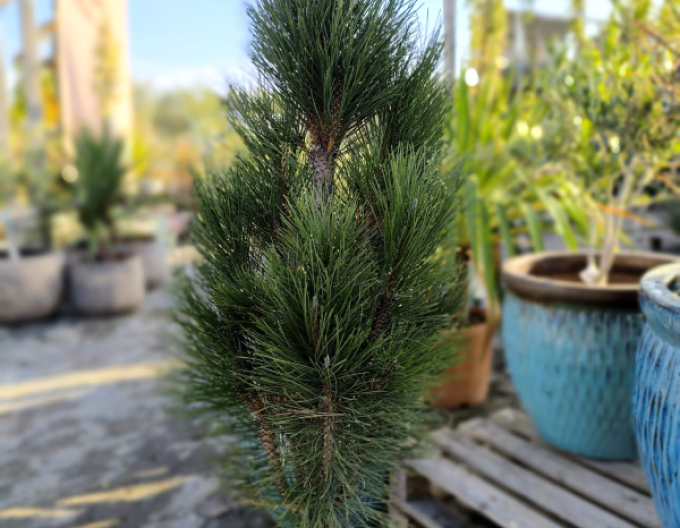 Pin negru  Zimmer II  pe tulpină