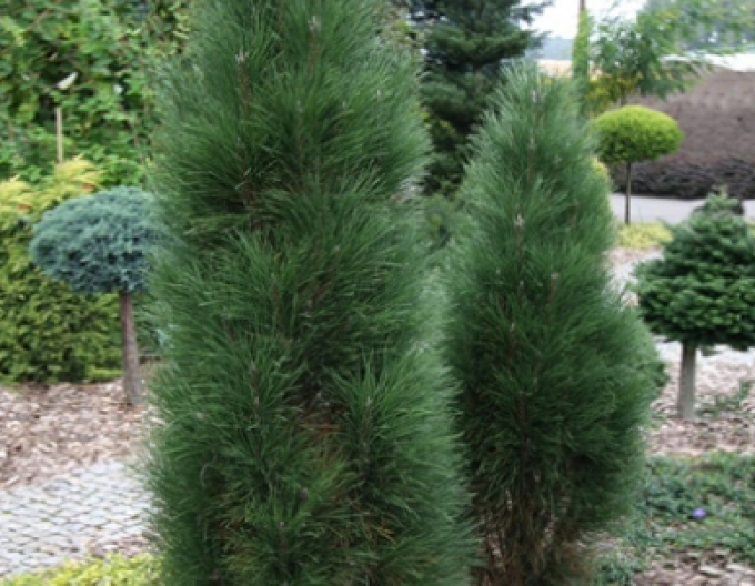 Pin negru  Zimmer II  pe tulpină