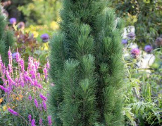 Pin negru  Zimmer II  pe tulpină