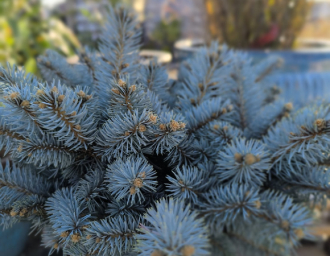 Molid "Glauca Globosa" pe tulpină