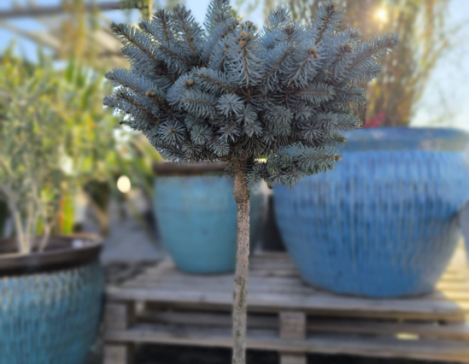 Molid "Glauca Globosa" pe tulpină