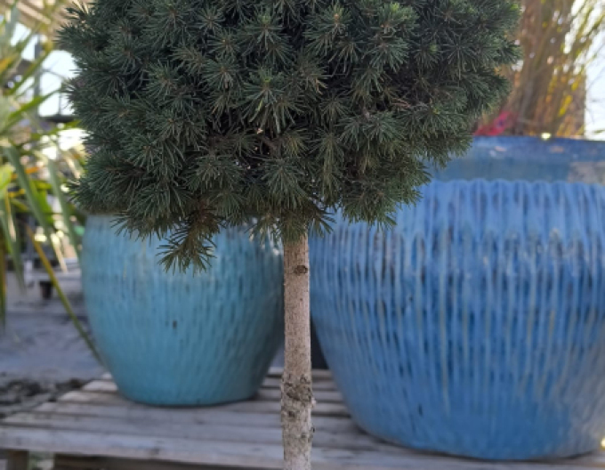 Molid ´Tompa´ pe tulpină