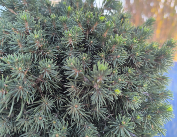 Molid ´Tompa´ pe tulpină