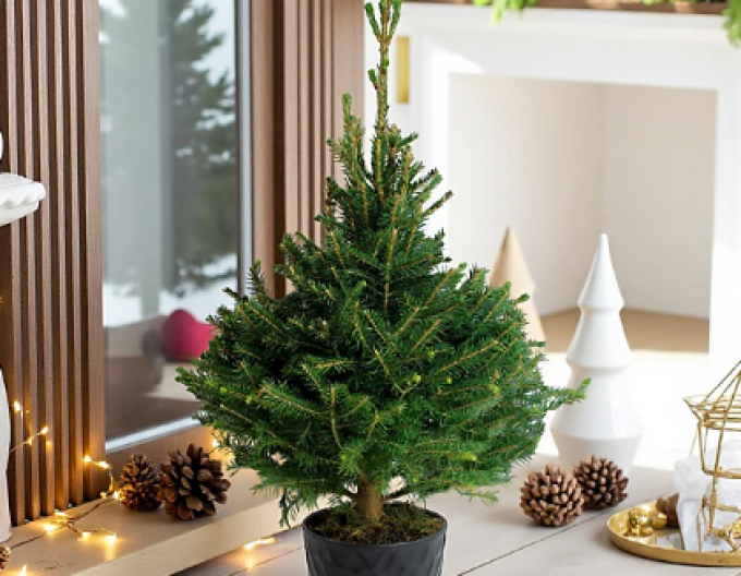 Molid (Omorika) 40/60cm