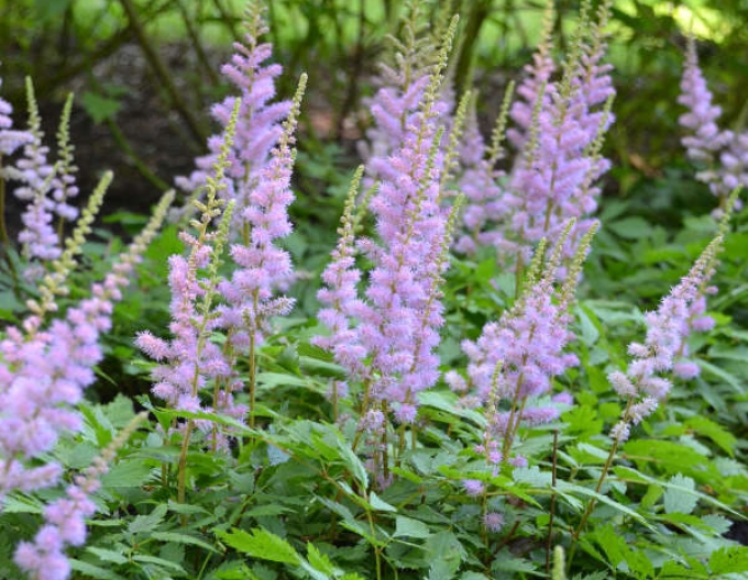 Astilba chinensis Pumila