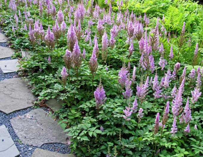 Astilba chinensis Pumila