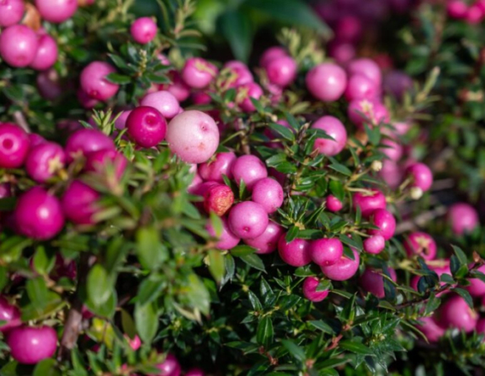 Gaultheria Pernettya