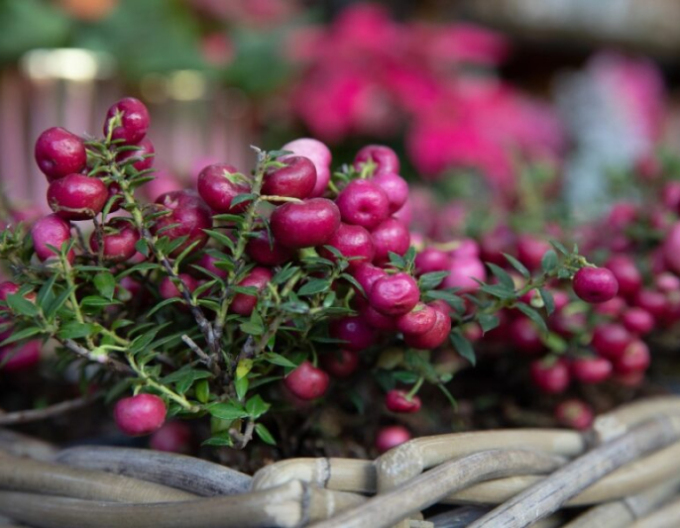 Gaultheria Pernettya