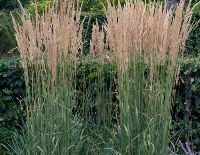 Calamagrostis ´Karl Foerster´ 9x9