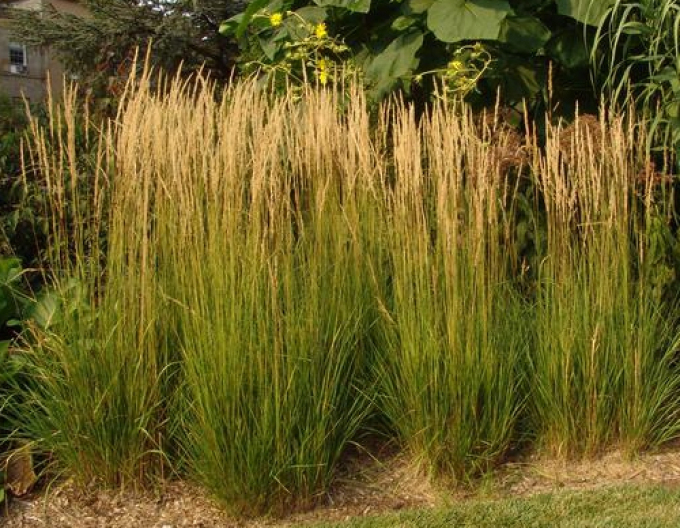 Calamagrostis ´Karl Foerster´ 9x9