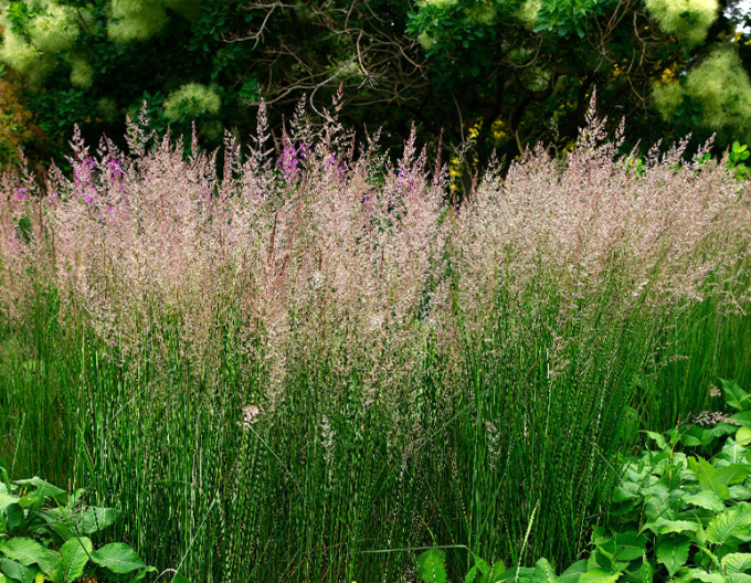 Calamagrostis ´Karl Foerster´ 9x9
