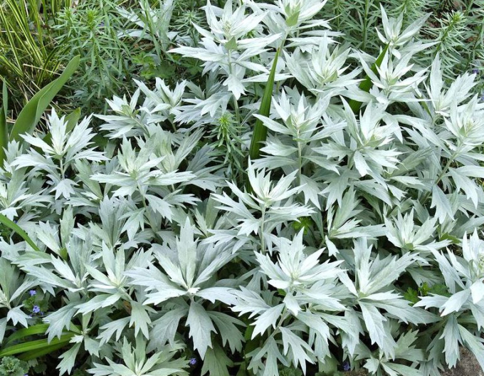 Palina "Valerie Finnis