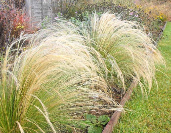 Cavyl ´Pony tails´