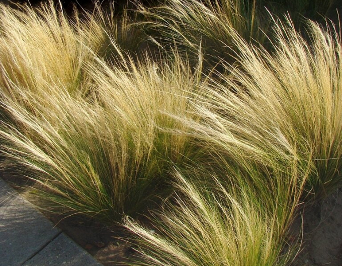 Cavyl ´Pony tails´