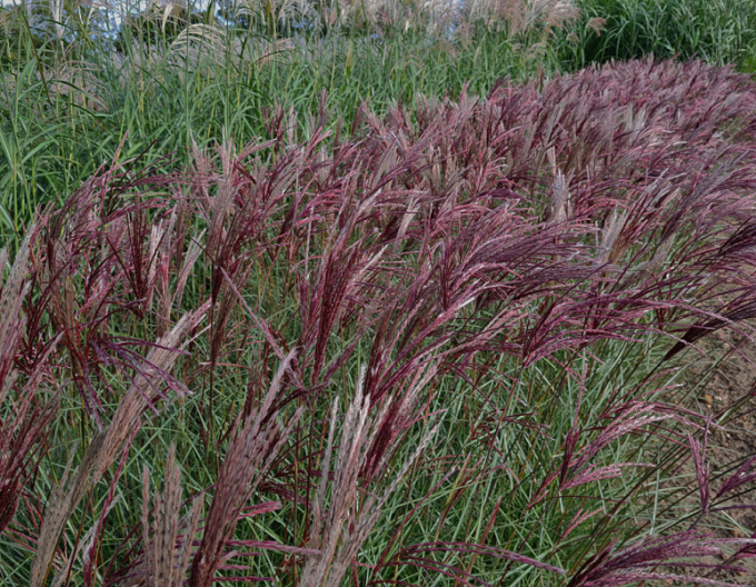 Miscanthus sinensis Red Chief